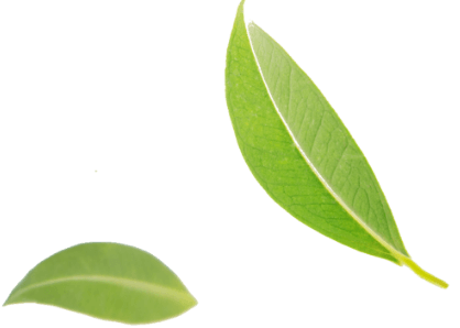 Tea Leaf1 Image