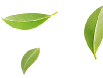 Tea Leaf Image