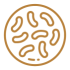 協助維持消化道機能