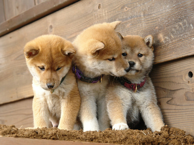 🎂惜惜康普茶1歲啦 #週年慶優惠開跑